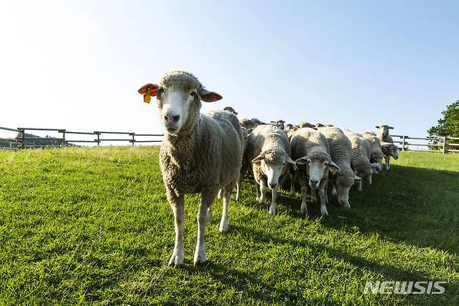 [서울=뉴시스] 대관령 삼양목장. (사진=삼양식품 제공)