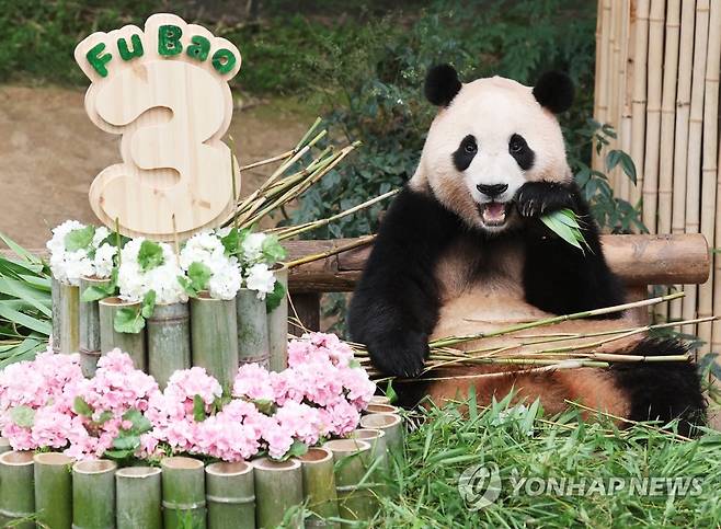 언니 판다 푸바오 '이제 세 살이에요' (용인=연합뉴스) 홍기원 기자 = 20일 오전 경기도 용인시 에버랜드에서 세 번째 생일을 맞은 판다 푸바오가 사육사들이 준비한 케이크 옆에서 대나무를 먹고 있다. 2023.7.20 xanadu@yna.co.kr