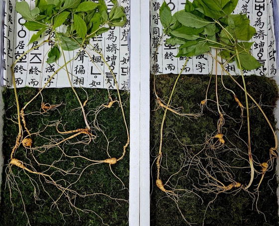 경남 함양의 지리산 자락에서 감정가 8000만원의 천종산삼 14뿌리가 무더기로 발견됐다 〈사진=한국전통심마니협회 제공〉