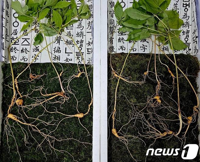 함양군 휴천면 지리산 자락에서 발견된 천종산삼 뿌리.(한국전통심마니협회 제공)