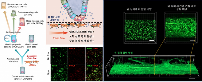 위점막 생체모사칩 내 상피-중간엽 기질 세포 간 상호작용에 따른 위 상피세포의 항상성(줄기세포능-분화능 조절) 유지 및 위점막 장벽 형성 연구도.