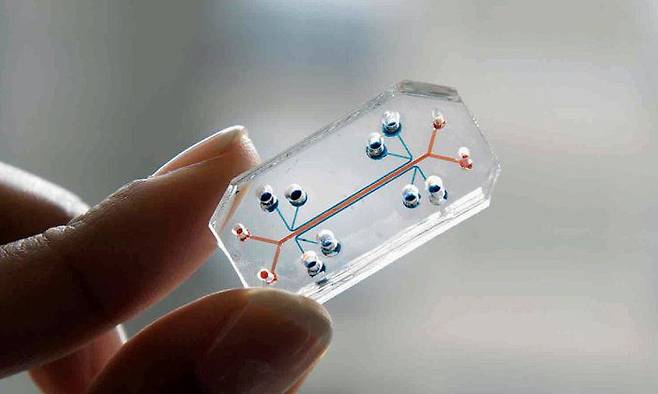 미국 하버드대에서 개발한 생체모방칩(organ on a chip). 국내 연구진은 오가노이드와 생체모방칩을 결합해 위 점막의 감염 상황을 모사하는 데 성공했다./미 하버드대