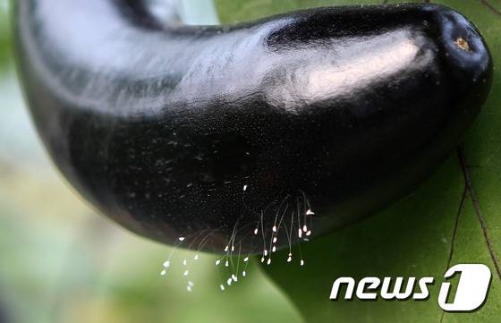 경남 함안군 산인면 송정리 하송마을 가지 채소 농가에서 14일 가지를 수확하다 가지에 피어 있는 우담바라가 발견됐다. ‘우담바라’는 부처님이나 전륜성왕이 나타날 때 피어난다는 전설 속의 꽃으로 3천년에 한번 꽃이 피는 신령스러운 꽃으로 영서화라고도 하는데 일반적으로 풀잠자리 알을 말한다.(함안군 제공) 2015.7.15/뉴스1 ⓒ News1 이철우 기자