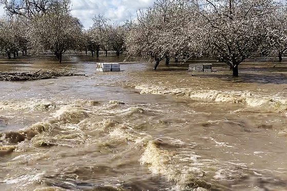 지난 3월 31일 미국 캘리포니아 주 비살리아 근처 아몬드 농장이 폭우에 침수되면서 벌통도 물에 젖었다. 캘리포니아 지역은 지난 겨울 대기 강으로 인해 피해를 입었다. AP=연합뉴스