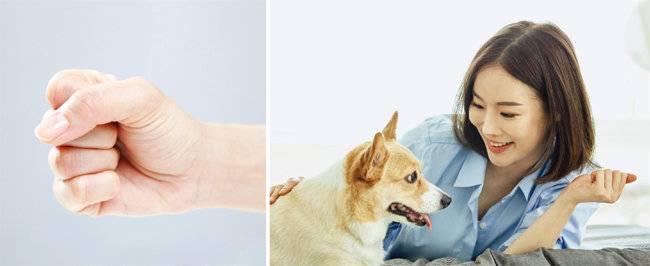 손에 간식을 쥐고 콩처럼 움켜쥔 ‘핸드콩’으로 반려견의 관심을 유도하면 몸 만지기 훈련을 쉽게 할 수 있다(왼쪽). 반려견이 보호자 손에 있는 간식에 집중하는 동안 반려견 몸을 만지면서 긍정적인 스킨십 경험을 늘려가야 한다. [GETTYIMAGES]