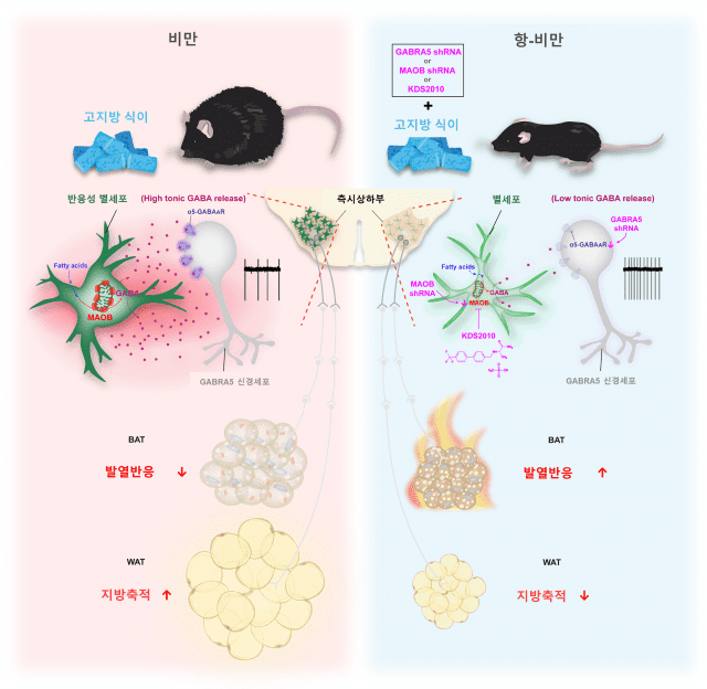 별세포의 지방 대사 조절 모식도. (왼쪽) 장기간 고지방 식이를 섭취한 비만 생쥐 뇌의 측시상하부에 반응성 별세포의 마오비(MAO-B) 효소가 발현되어 지속성 가바(GABA)가 과생성 됨. 가바는 GABRA5 신경세포의 활성을 감소시켜 지방 대사를 억제(갈색 지방 조직의 열 생성 감소, 백색지방 축적 증가)해 체중을 증가시킴.(오른쪽) 별세포의 마오비 또는 GABRA5 유전자를 억제하거나, 마오비 억제제 KDS2010 투여하면 가바 분비가 줄어 GABRA5 신경세포가 활성화되고, 지방 대사가 촉진(갈색 지방의 열 생성 촉진, 백색지방 축적 감소)되어 체중을 감소시킴. (자료=IBS)