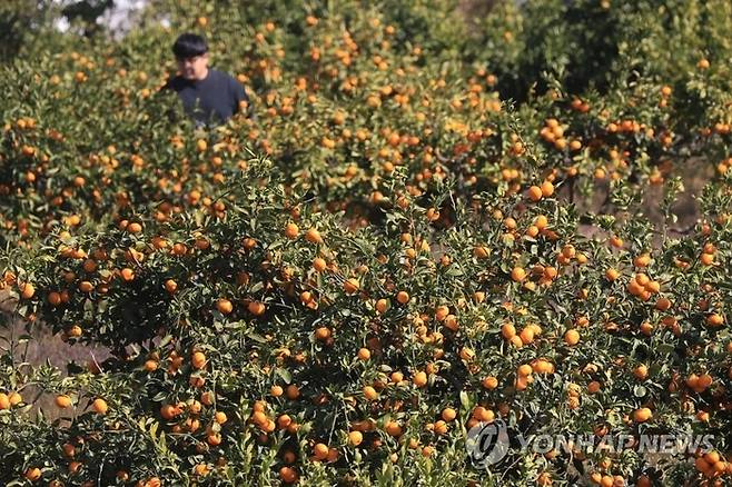 제주 감귤.[자료=연합뉴스]