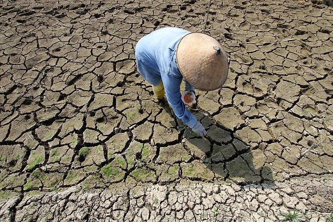 24일(현지 시각) 인도네시아 중부자바주 보욜랄리 지역에서 한 농부가 메마른 땅에 옥수수 씨앗을 심고 있다. 지난 7월 세계기상기구(WMO)는 엘니뇨 현상으로 인도네시아와 남아시아 일부에 가뭄이 발생할 수 있다고 경고했다./연합뉴스