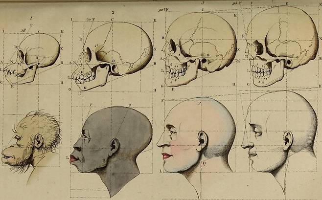 18세기 네덜란드 해부학자 페트뤼스 캄퍼르는 이마와 턱이 이루는 안면각이 수직을 이룰수록 아름답다고 주장했다. 이런 생각은 유럽 
백인이 가장 아름다운 인종이라는 인식을 강화했다. 19세기 책 ‘자연사와 자연 현상에 관한 그림 사전’에 나온 삽화. 와이즈베리 
제공