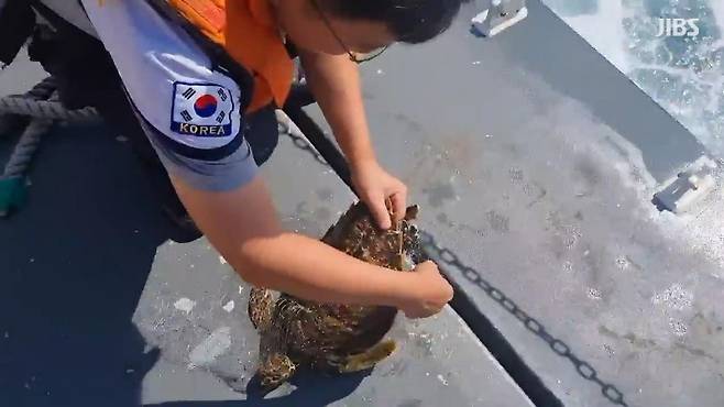 몸에 남은 잔그물을 제거 중인 매부리바다거북(서귀포해경 제공)