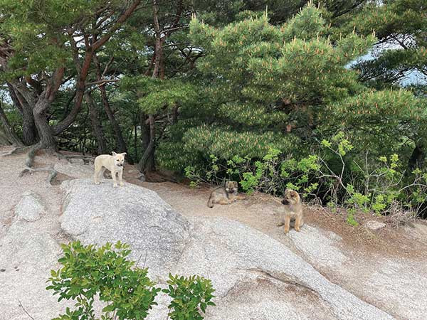 민원인이 포획을 요구하며 제보한 북한산 곳곳의 유기견들. 사진 국립공원공단