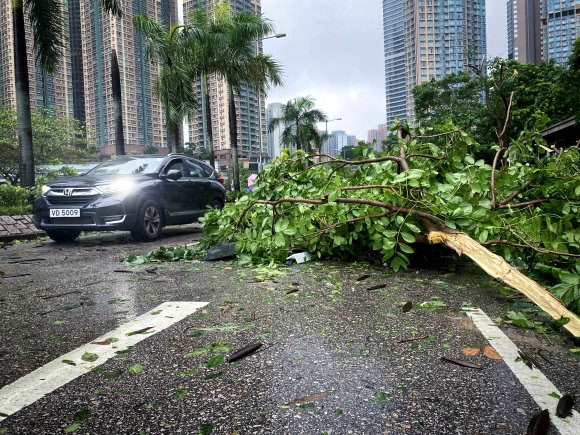 중국 홍콩을 강타한 9호 태풍 사올라가 동반한 강풍에 쓰러진 나무가 도로에 쓰러져 차량 통행이 방해받고 있다. 2023.9.2 AFP 연합뉴스