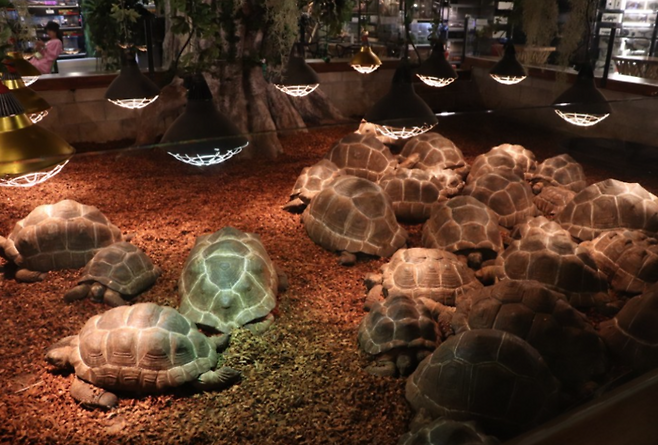 거부기앤쿠펫의 알다브라 육지거북 [구소정 여행+기자]