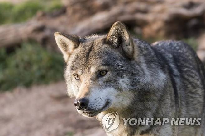 회색늑대 [게티이미지 제공]