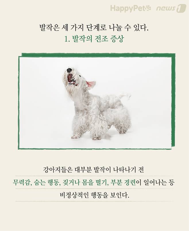 응급처치 펫카드