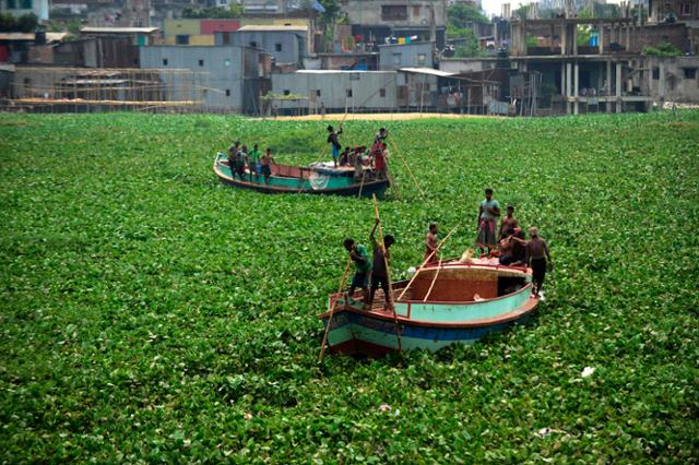 2014년 방글라데시 다카의 부리간가강을 빽빽하게 뒤덮은 부레옥잠을 헤치고 선원들이 항해하고 있다. 다카=AFP 연합뉴스