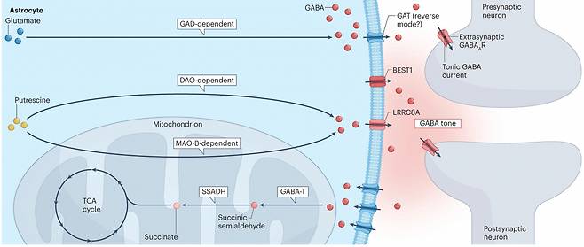 별세포의 가바 조절 기전.[IBS 제공]