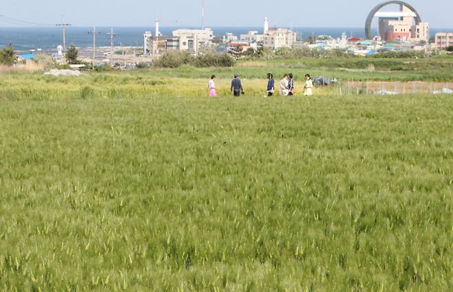 호미곶 경관 농업 단지 전경(보리). 포항시 제공