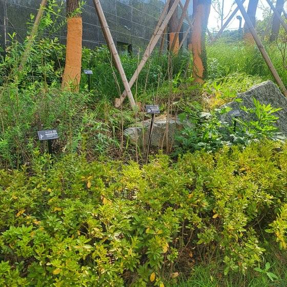 철근 누락이 확인된 LH의 한 아파트. 굵은 소나무가 식재된 부위의 높이는 지상에서 80cm 이상이다. 함종선기자