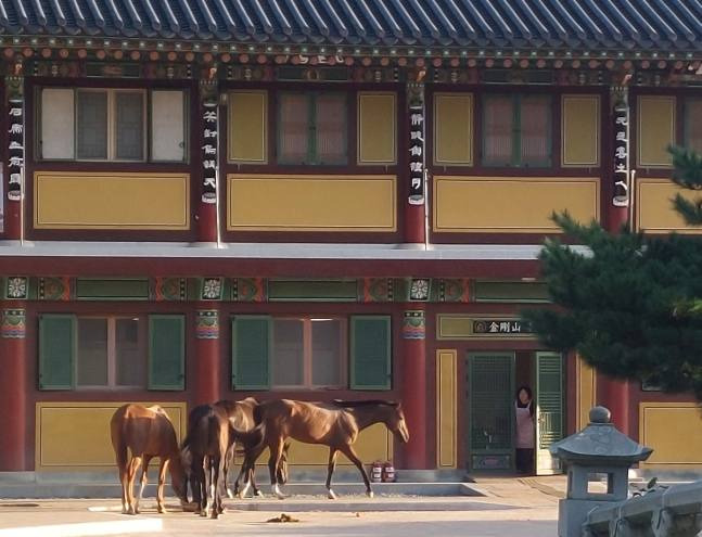 8일 오전 6시 30분 강원 고성군 토성면 화암사 앞마당에서 말 4마리가 발견됐다. 고성경찰서