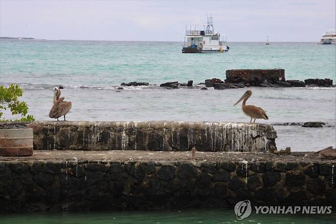 갈라파고스 산타크루스섬의 갈색사다새(브라운 펠리컨) [EPA 연합뉴스 자료사진. 재판매 및 DB 금지]