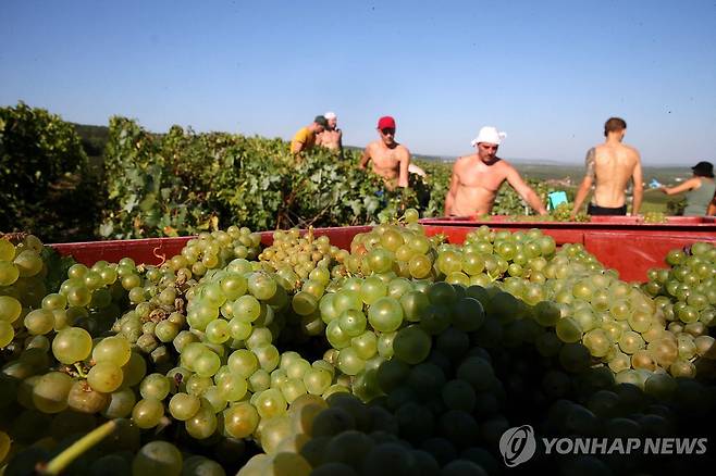 폭염 속에 포도 수확 (AFP=연합뉴스) 프랑스 중부 루데스의 한 포도원에서 8일(현지시간) 인부들이 폭염 속에서 포도를 수확하고 있다. 2023.9.9 [재판매 및 DB 금지]