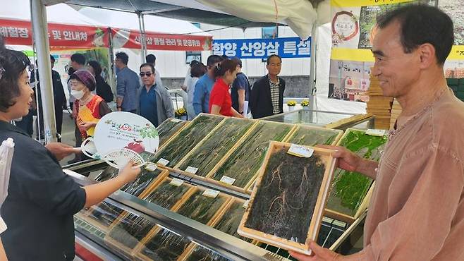 [함양=뉴시스] 서희원 기자= 10일 제18회 함양산삼축제장을 방문한 관광객들이 산삼항노화 주제관과 함양 산양삼 특설 판매장에서 산삼을 구매하고 있다. 2023. 9. 10. shw1881@newsis.com *재판매 및 DB 금지