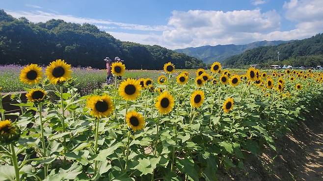 [함양=뉴시스] 서희원 기자= 10일 제18회 함양산삼축제가 개최되고 있는 함양 상림에는 해바라기와 꽃들이 만발해 사진작과와 관광객들이 사진촬영을 하고 있다. 2023. 9. 10. shw1881@newsis.com *재판매 및 DB 금지