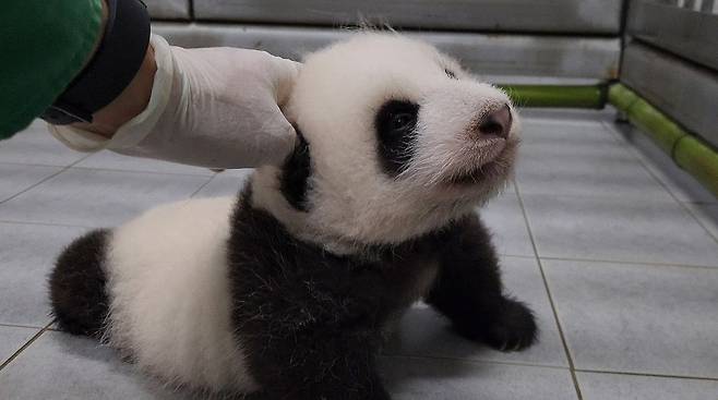 지난 7월 태어난 아기 판다./에버랜드