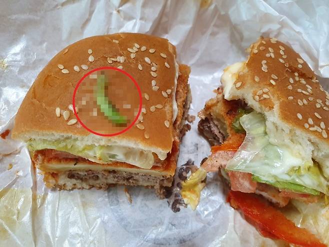 버거킹 햄버거에서 나온 초록색 벌레. 독자 제공