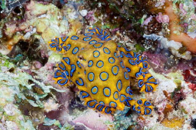 맹독성 동물인 푸른고리문어의 무늬는 환 공포증을 유발할 수 있는 것으로 잘 알려져 있다./사진=게티이미지뱅크