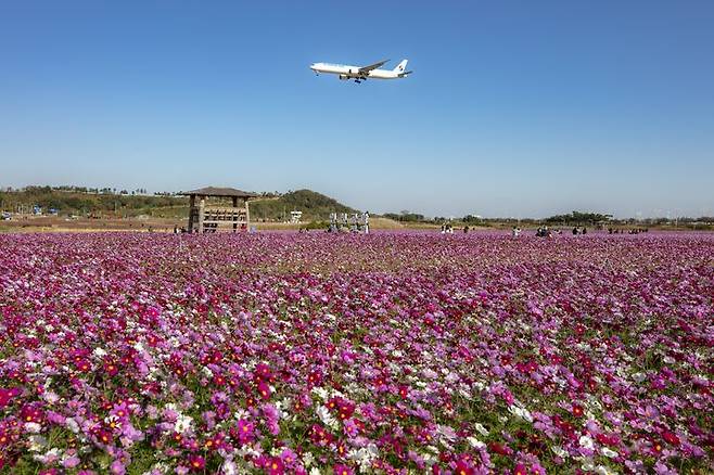 [서울=뉴시스] 홍찬선 기자 = 인천공항공사는 인천공항 내 하늘정원에 코스모스 꽃밭을 조성하고 오는 15일부터 내달 9일까지 4주간 무료로 개방한다고 12일 밝혔다. 사진은 인천공항 하늘정원의 모습. 2023.09.12. (사진=인천공항공사 제공) photo@newsis.com *재판매 및 DB 금지