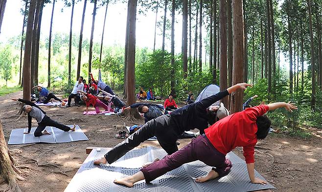 전남 장성군 축령산 편백숲에서 요가 체험 중인 방문객들. 장성군 제공