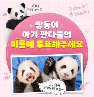 [쌍둥이 판다 이름 공모 (에버랜드 제공=연합뉴스)]