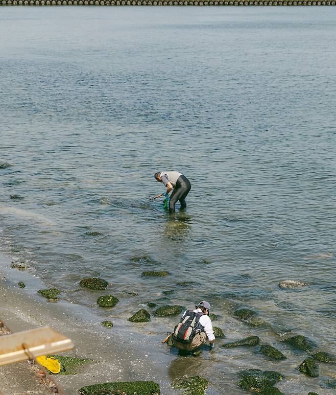 요코하마 Ottomo Beach. 무엇인가를 캐느라 바쁘다