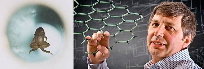 2010년 그래핀 발견 공로로 노벨 물리학상을 수상한 영국 맨체스터대의 안드레 가임 교수는 앞서 2000년 자석으로 개구리를 공중 부양한 연구로 이그 노벨상을 받았다./위키미디어