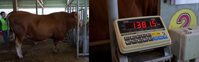 ▲40개월 한우 몸무게 1381kg 달성