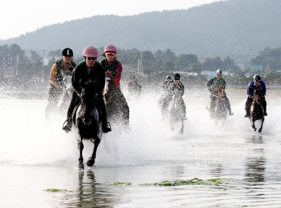 제주도는 우수씨수말 도입으로 ‘글로벌히트’ 2023 코리안 더비 경주 1위를 차지했다. 제주도 제공