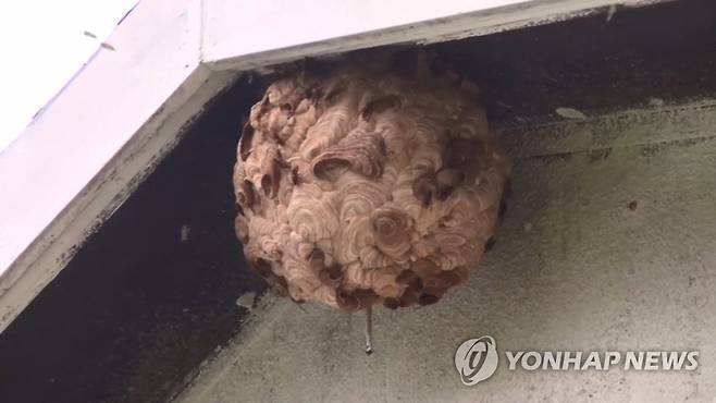 말벌 벌집 (기사와 직접 관련 없는 사진] [연합뉴스TV 제공]