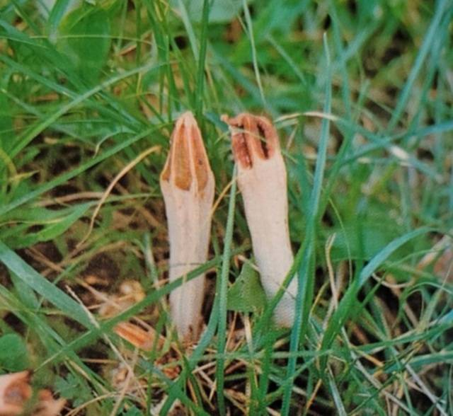 새주둥이버섯. 조덕현 박사