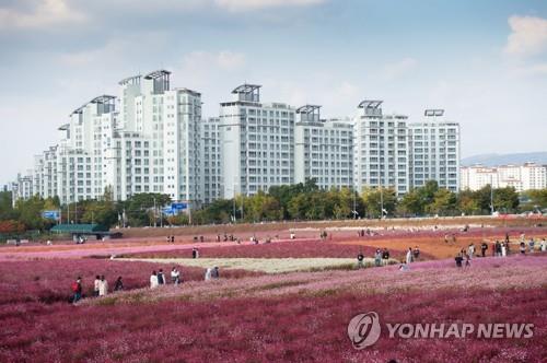 양주 나리공원 천일홍 축제장 [양주시 제공. 재판매 및 DB 금지]