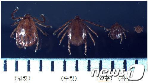 4~11월 진드기 활동시기가 도래함에 따라 진드기에 물리지 않도록 긴팔을 착용하고 일상복과 작업복을 구분해서 야외활동을 해야 한다.(뉴스1DB)