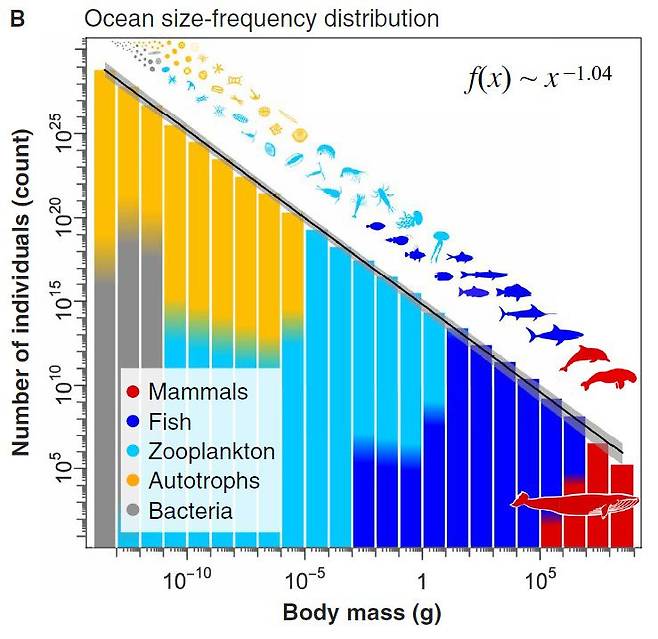 해양 생물의 몸무게와 개체수는 반비례한다. 덩치가 큰 고래는 작은 플랑크톤보다 훨씬 수가 적다./Science Advances