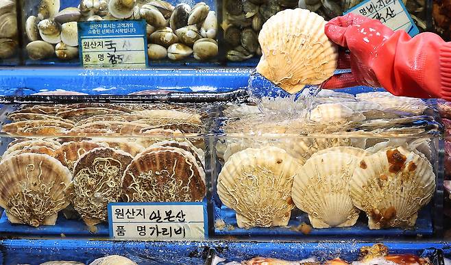 서울 동작구 노량진 수산시장에서 한 상인이 일본산 가리비를 꺼내고 있다./뉴스1