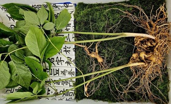 지리산에서 발견된 줄기 4개 초대형 산삼. 사진 한국전통심마니협회