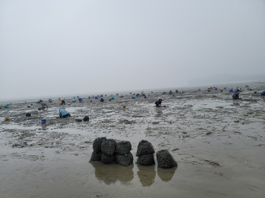 보령 삽시도 어민들이 바지락 조업을 하고 있는 모습. 사진=충남도 제공