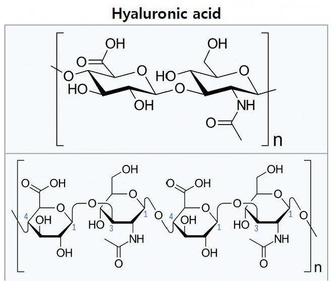 히알루론산은 두 당분자가 결합한 이당류(위)가 단위체인 고분자로 n 값에 따라 저분자량과 고분자량으로 나뉜다. 벌거숭이두더지쥐의 히알루론산은 n이 2만 이상인 고분자량이 대부분이다. 위키피디아 제공
