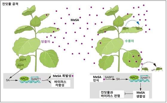 진딧물 공격에 맞서 식물이 신호를 주고 받으며 살리실산을 생산해 공중 방어에 나선다. 식물이 진딧물에 의해 공격을 받으면 NAC2-SAMT1 모듈을 활성화해 휘발성 MeSA를 생성하고, 방출한다. 이웃 수용 식물은 SABP2에 의해 휘발성 MeSA를 인식하고, 이를 SA로 전환한다. [Nature, 2023]