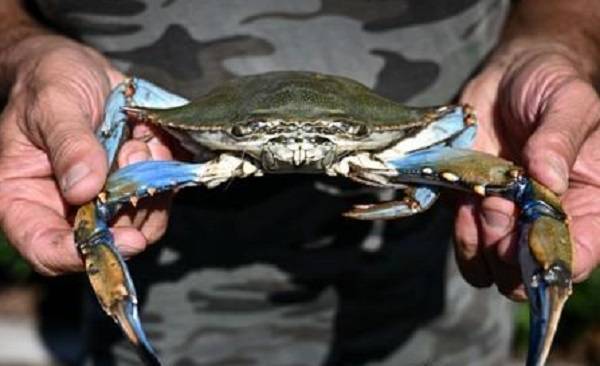 이탈리아에서 발견되고 있는 푸른 꽃게(블루크랩). AFP연합뉴스