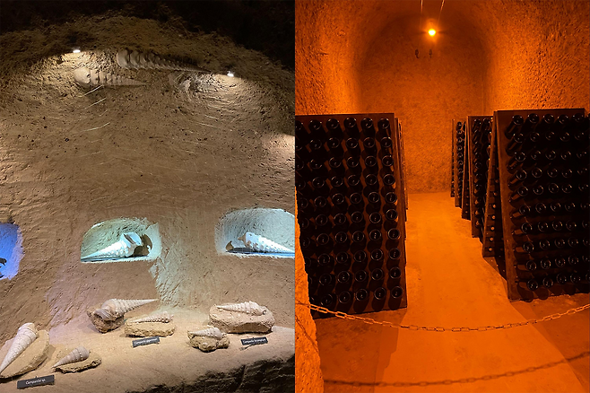 지하실에 위치한 까브 및 토양에 남겨진 해양 화석들을 발굴해 전시한 모습 / 출처 : 김민정